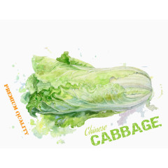 手绘蔬菜大白菜素材