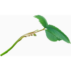 花卉画花草素材