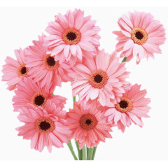 唯美花卉植物花朵素材