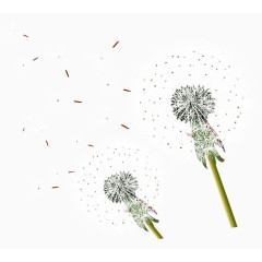 白色蒲公英纷飞