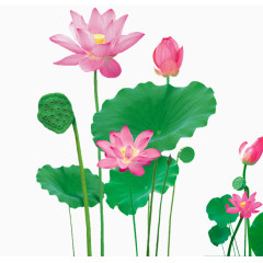 唯美清新荷花荷叶