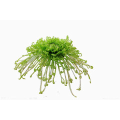 绿色菊花