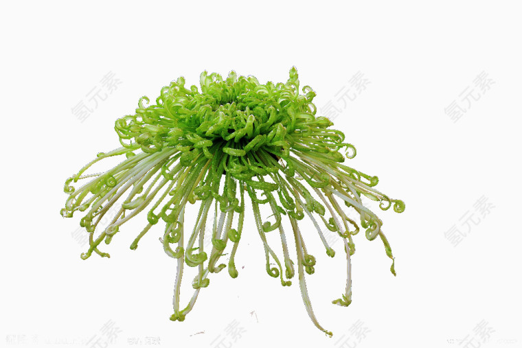 绿色菊花