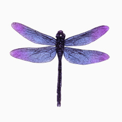 蜻蜓PNG免抠图素材