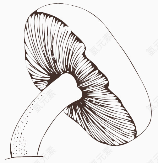 手绘素描蘑菇