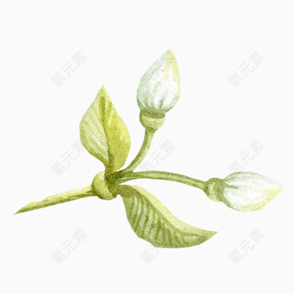 手绘花骨朵春天