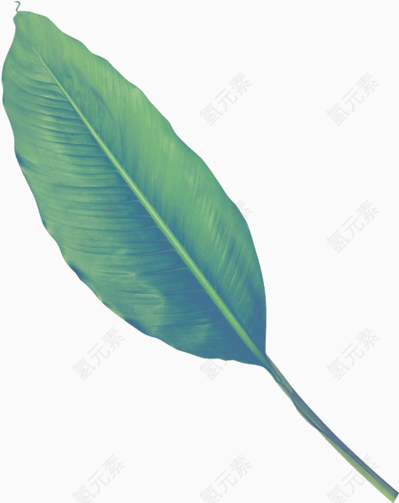 手绘树叶