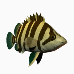 海洋生物鱼条纹卡通