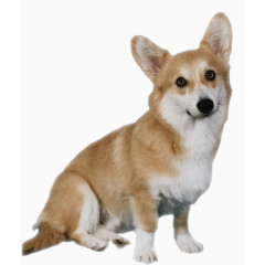 景观效果狗狗实景