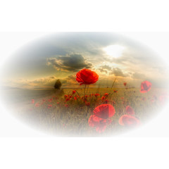 花卉矢量素材唯美花草图片