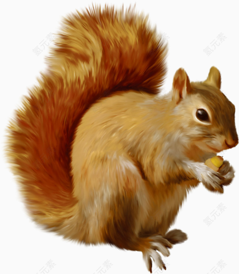 可爱的小松鼠