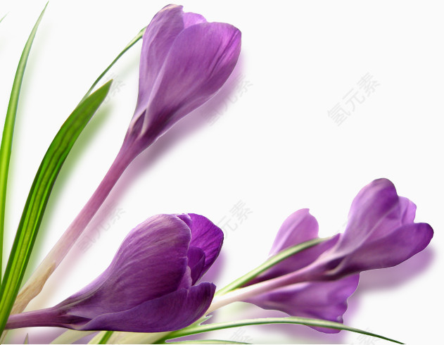 紫色花