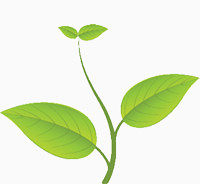 绿芽免抠png