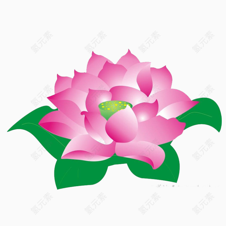 荷花手绘素材