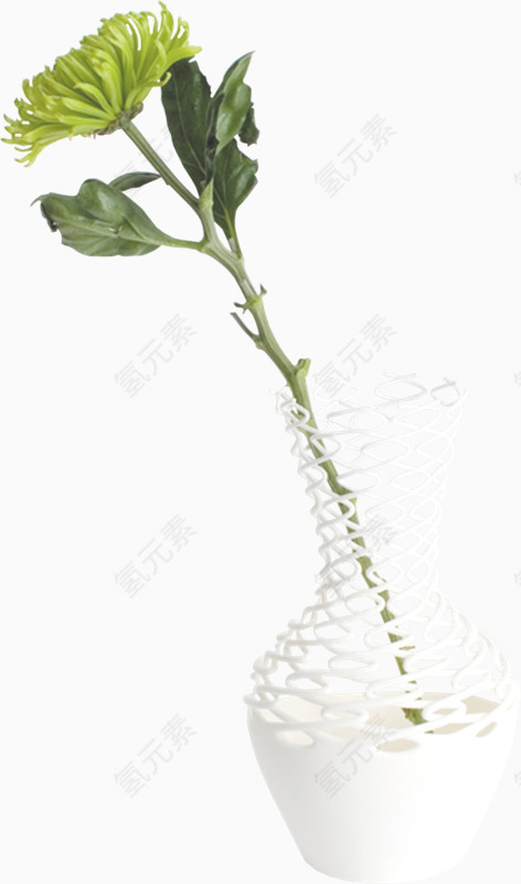 新鲜菊花免抠png