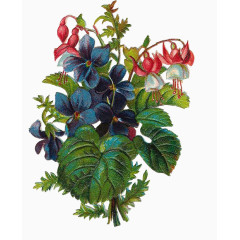 简约旧插画花兰花