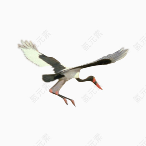 白鹤