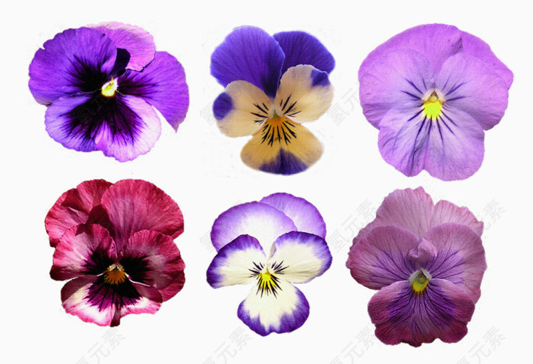 花卉鲜花花卉