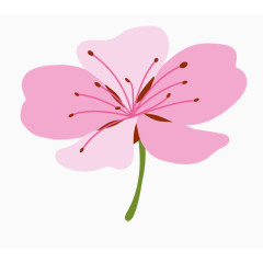 清新花瓣花朵花卉