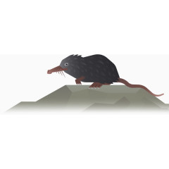 鼹鼠