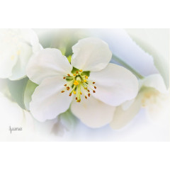 花草线描水彩花草