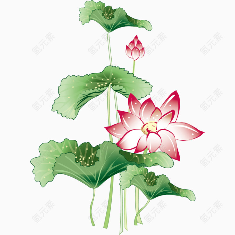 中国风荷花png