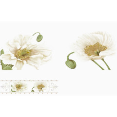 两朵洁白的鲜花