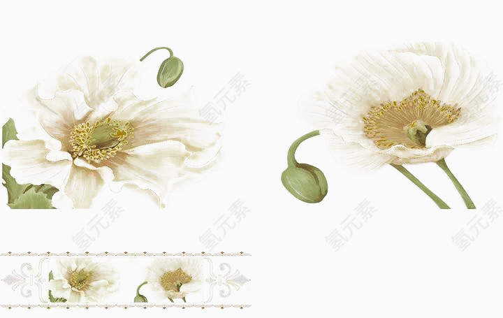 两朵洁白的鲜花