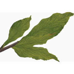 古典图片手绘中国风素材 吊坠