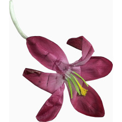 花束图片花朵素材