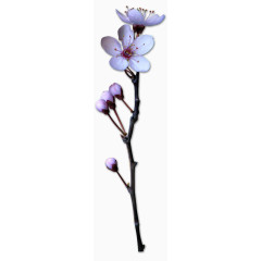 花卉图案鲜花psd素材