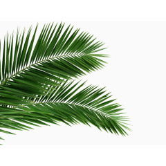 绿色树叶子元素