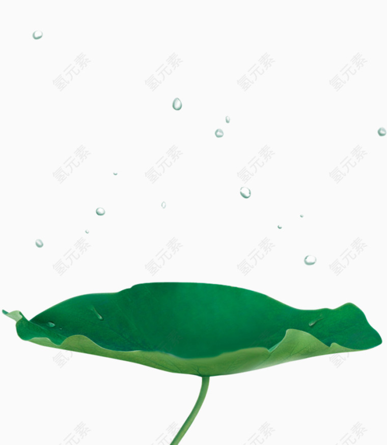 荷叶