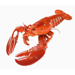 一只大龙虾
