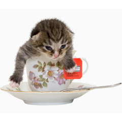 杯子里的动物小猫