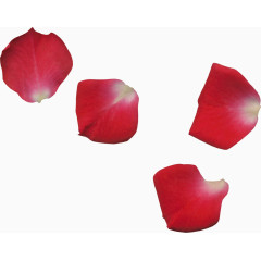 凌乱的红玫瑰花瓣