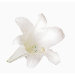 鲜花矢量素材花束图片