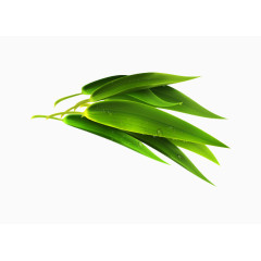   端午节粽子叶png