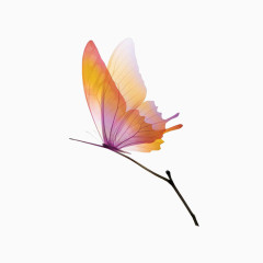 站在树枝上的蝴蝶