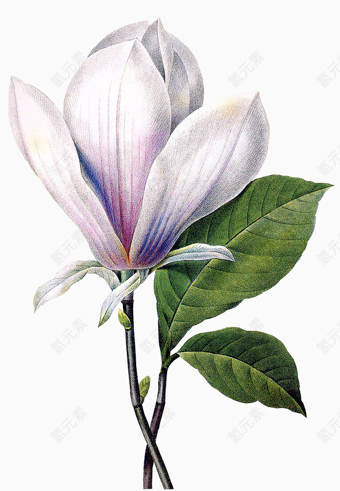 庆典花卉花卉图案素材 唯美花枝花束