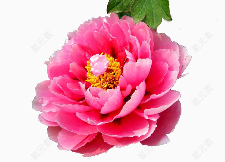 牡丹花