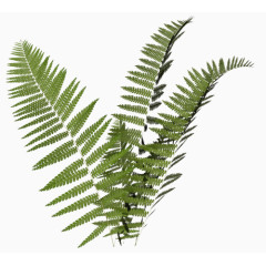 热带植物树叶绿色大自然