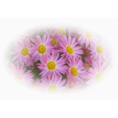 花卉插画线描花草