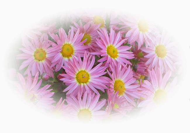 花卉插画线描花草
