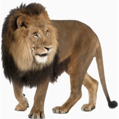 狮子