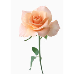 玫瑰花 粉色  情人节 修饰 妇女节