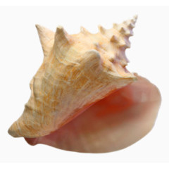海螺