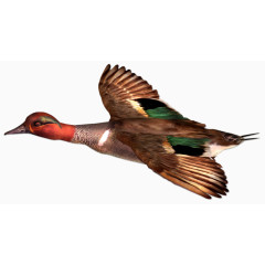 手绘虫鸟鸟虫图片