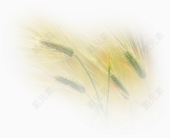 唯美花卉图片水彩花卉素材