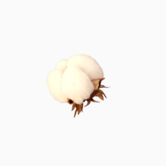 手绘棉花素材